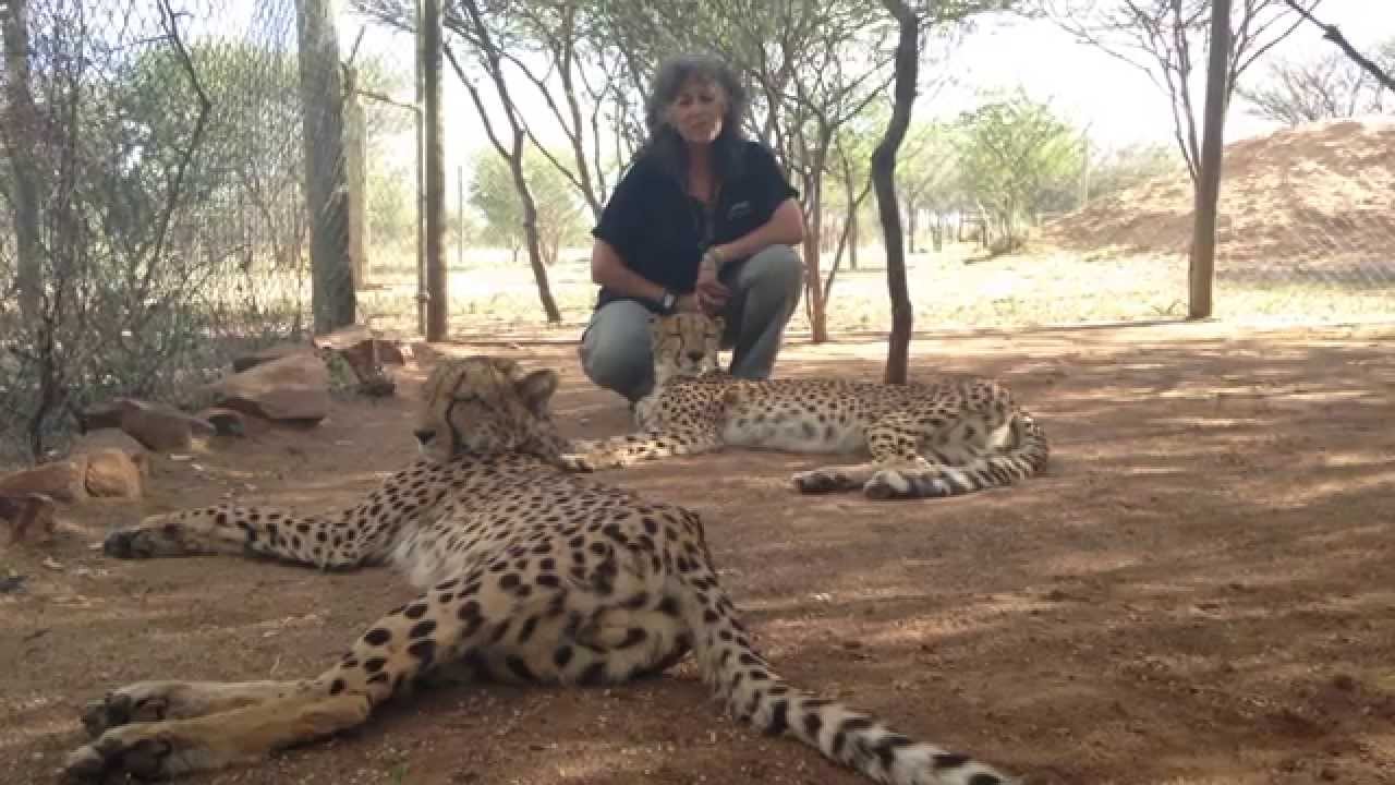Dr. Laurie Marker for International Cheetah Day