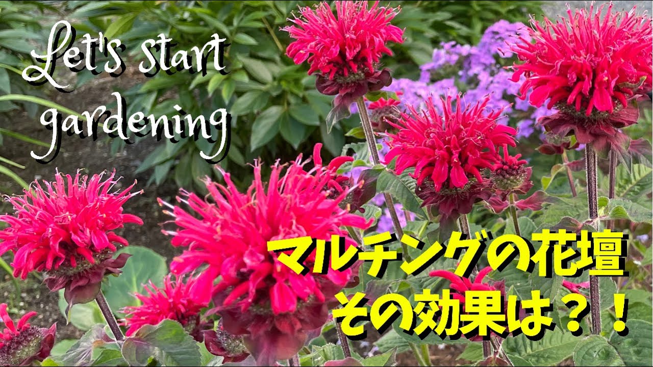 ガーデニング/雑草に負けない花壇作り！マルチングの驚きの効果と美しい宿根草達の今をお届けします