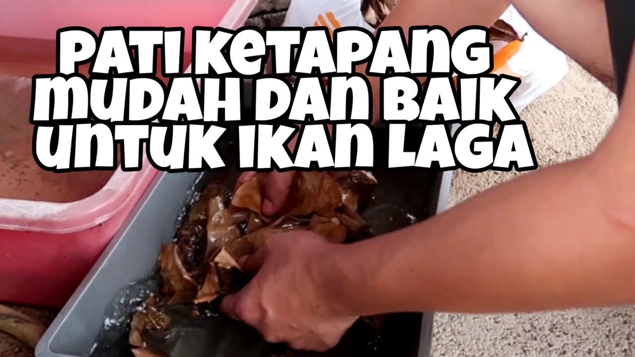 cara buat pati ketapang untuk ikan laga