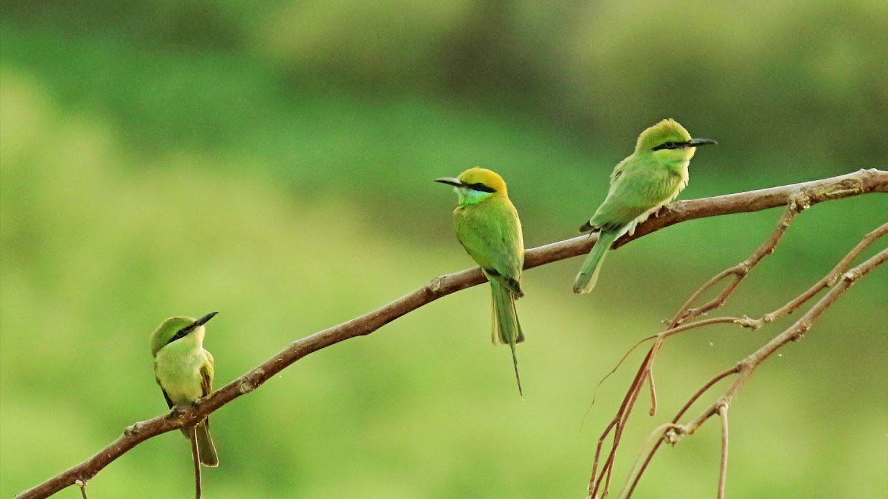 SONIDO DE PAJARITOS CANTANDO, CANTO DE LAS AVES , BIRDS SINGING ( 2 HORAS ) - HD