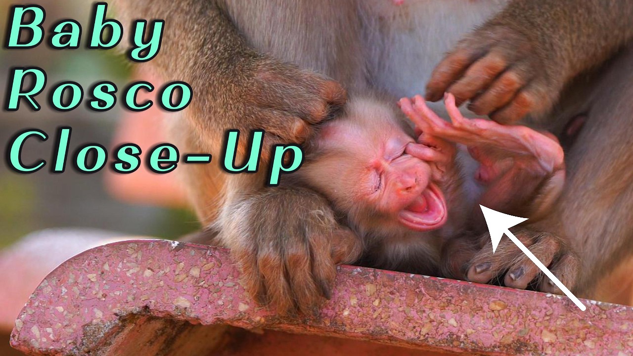 🔴 Mama Monkey Rosita’s Gentle Grooming Time with Baby Rosco | Adorable Close-Up Moments