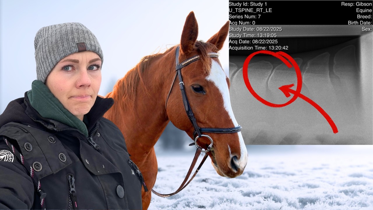 I Was Told to Stop Riding My Horse... But I DIDN'T! (OTTB Training)