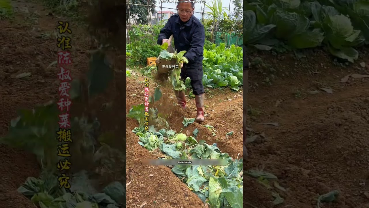 Japan's Smart Organic Farming Trick! 🌱😳 #shortsvideo
