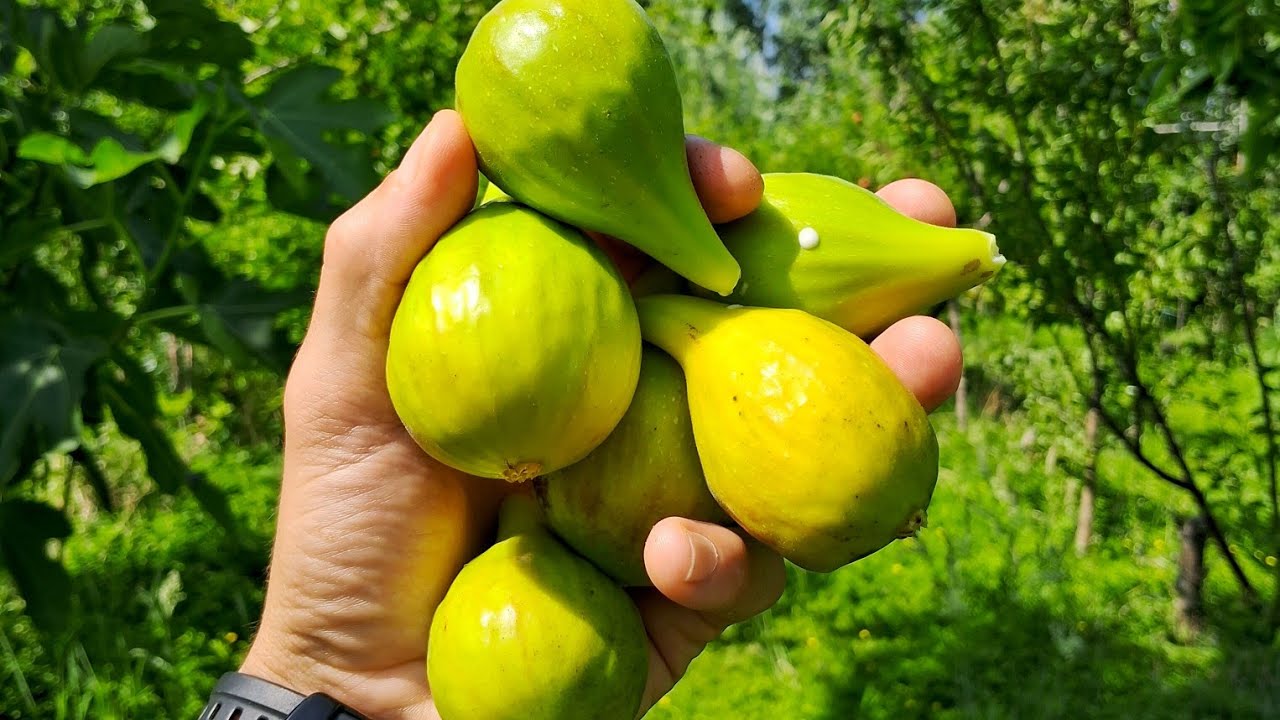 L'Agroforesta Sintropica dopo 5 anni - (25 giugno 2025)