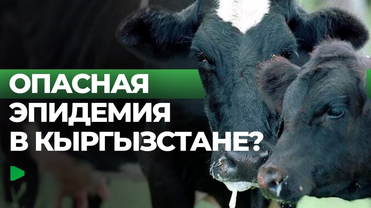 Что известно о болезни которая поражает скот в Кыргызстане?