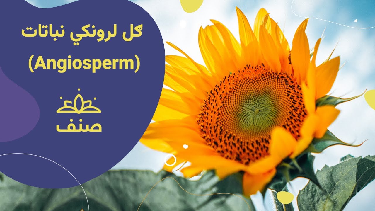 صنف - اووم صنف بیولوژي - ۲۱ درس: ګل لرونکي نباتات (Angiosperm)