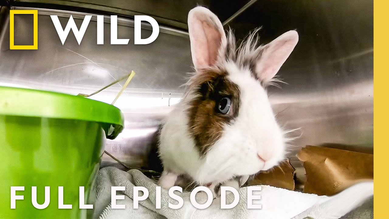 Easter Bunny Surprise (Full Episode) | Dr. K's Exotic Animal ER | Nat Geo Animals
