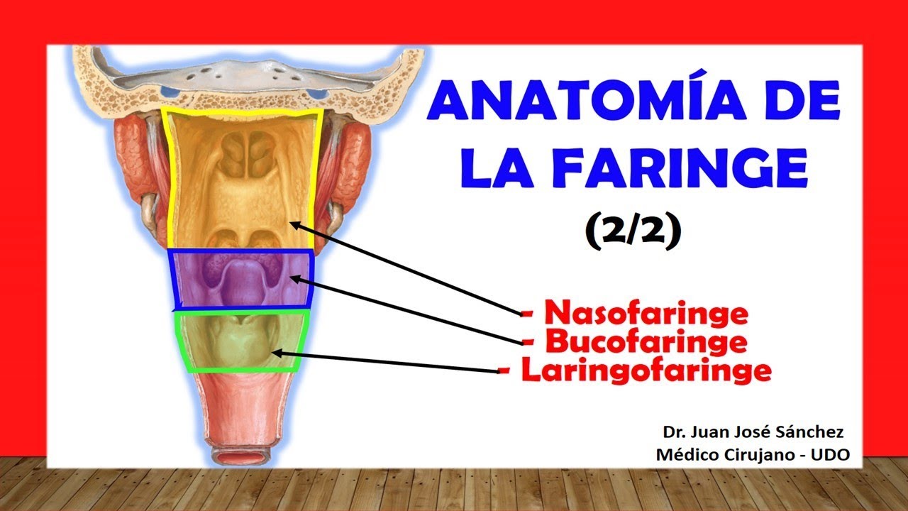🥇 ANATOMÍA DE LA FARINGE 2/2, (Nasofaringe, Bucofaringe, Laringofaringe). Fácil y Sencilla