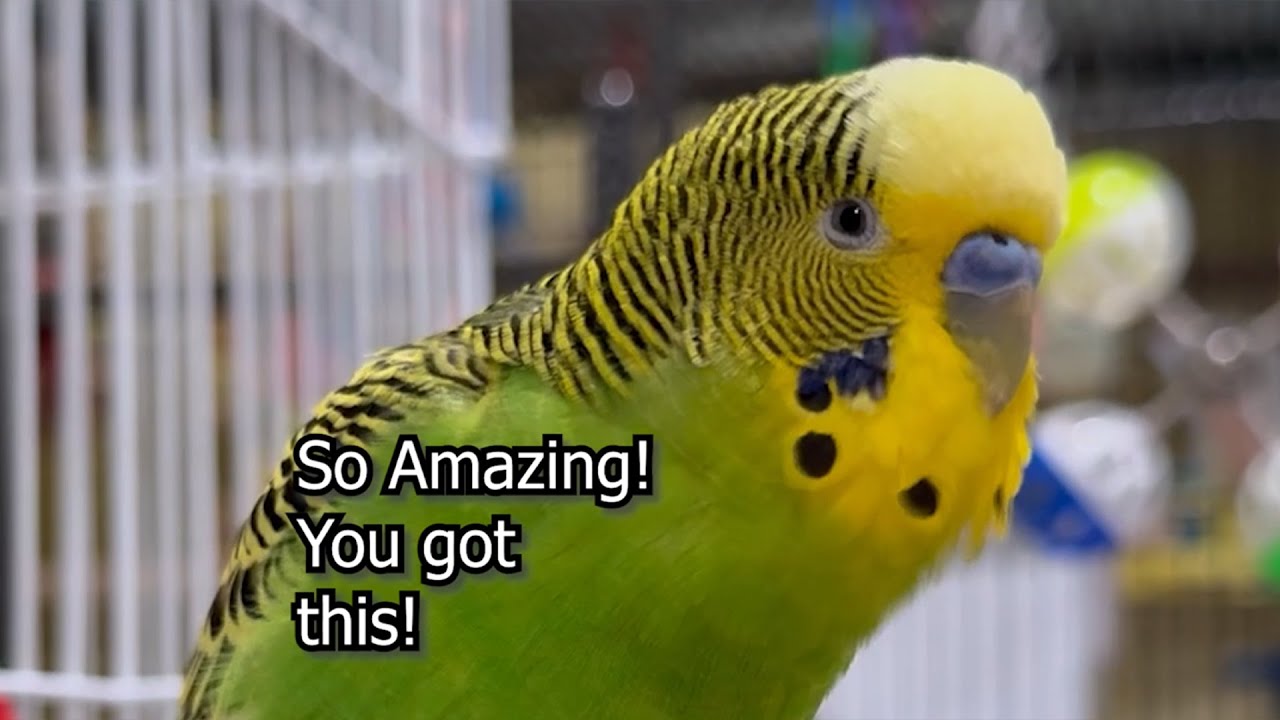 So Amazing! You Got This! - Boba the Budgie - Talking Parakeet