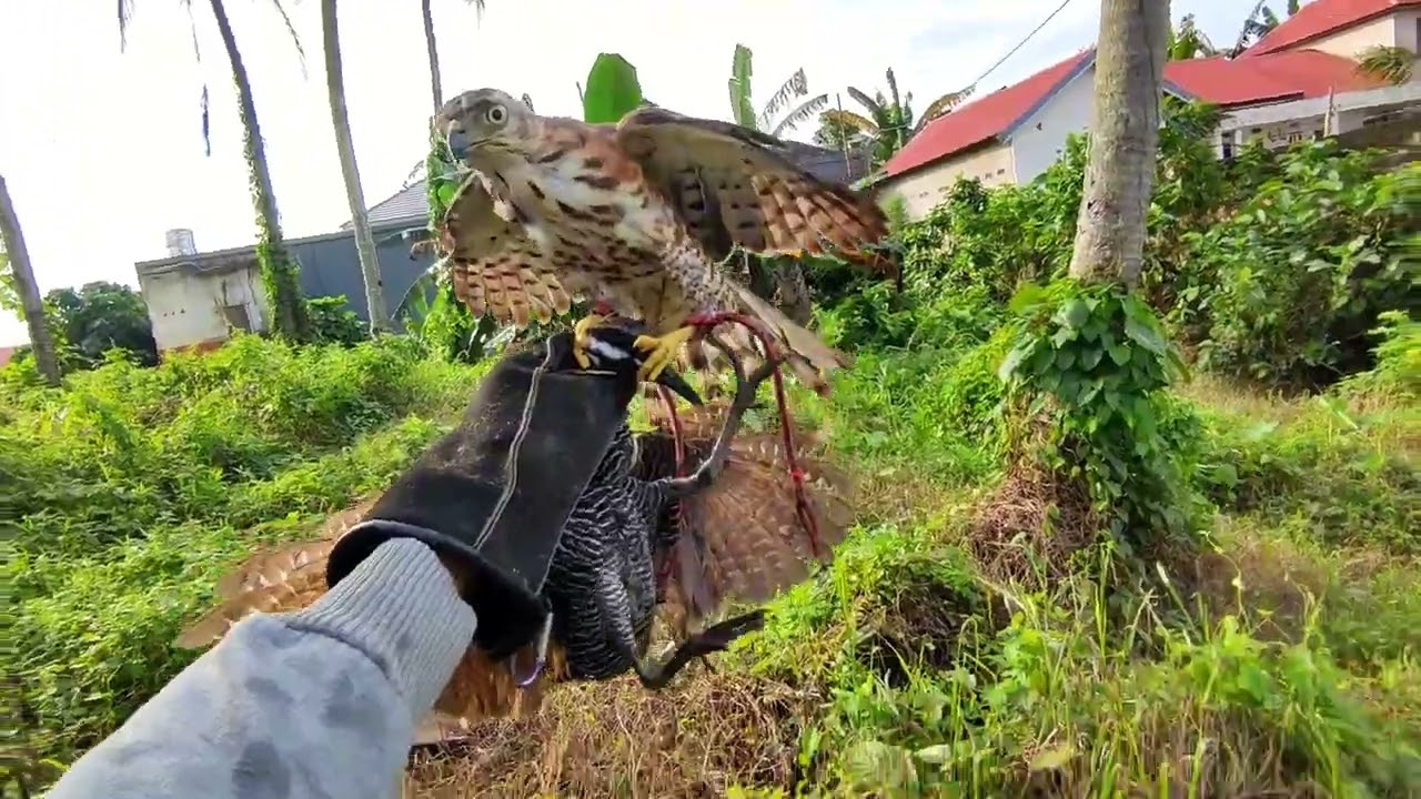 Hunting With Creasted Goshawk || Higan menggila