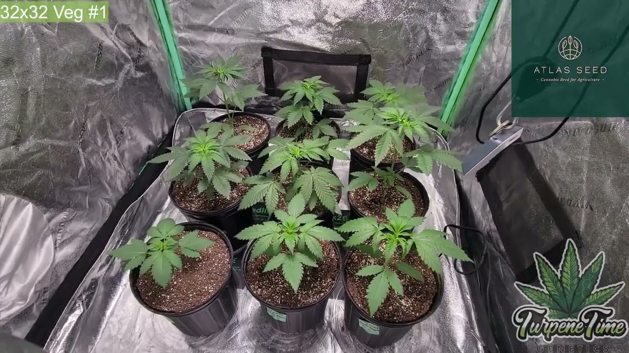 Zoltrix Grower MAK HARVEST TIME! MYLOS MIRACLE ALIEN COOKIES!   ORGANIC GARDENING HARVEST DRY& CURE