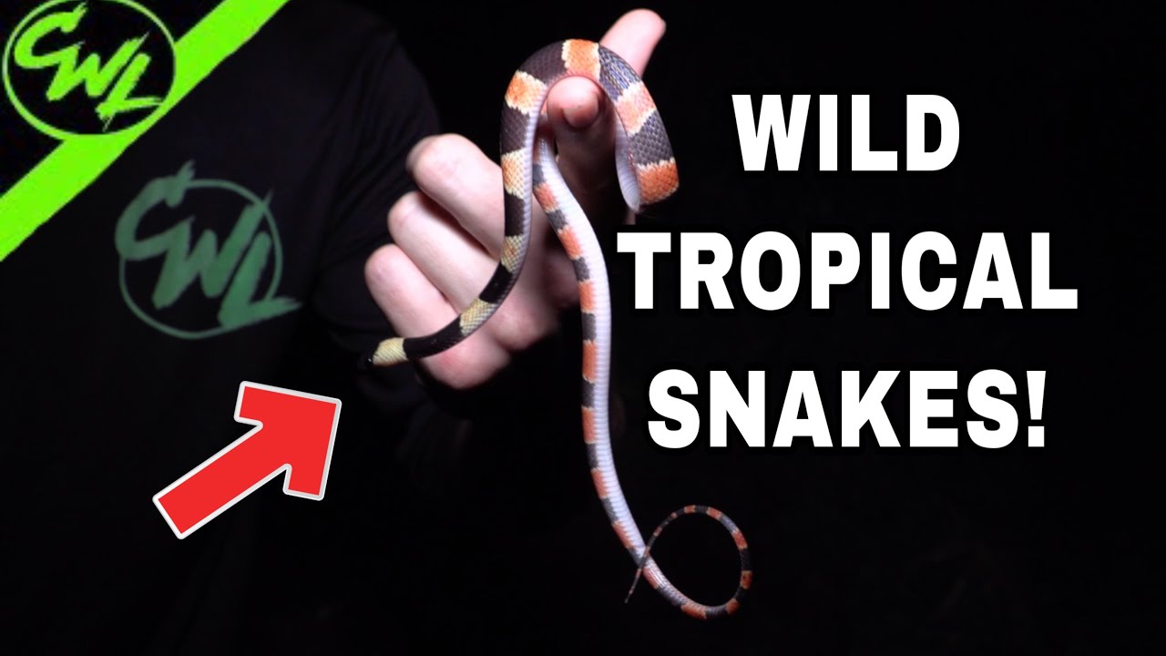 HUNTING FOR VENOMOUS SNAKES IN COSTA RICA!!!