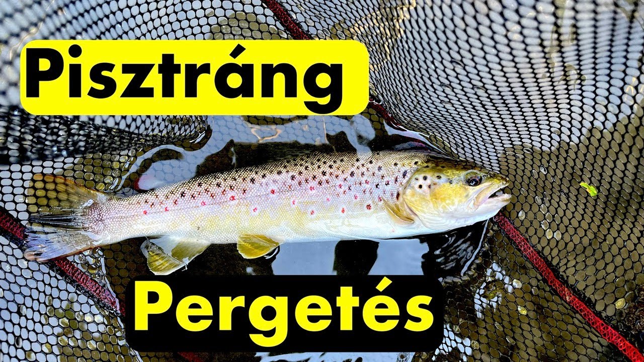 Pisztráng pergetés - Sebes pisztrángok nyomában