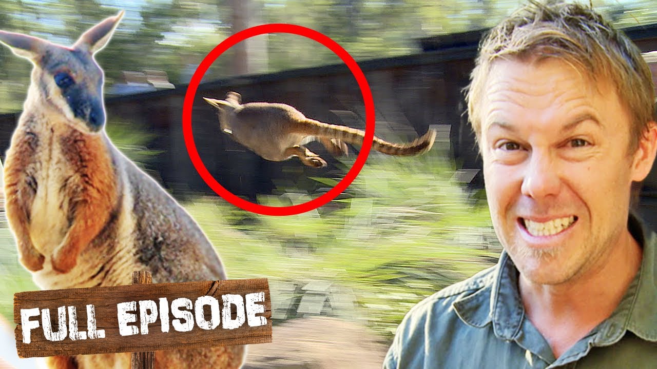 Catching Jumping Wallabies is Mission Impossible 😵‍💫 | The Wild Life of Tim Faulkner S2 Ep1| Untamed