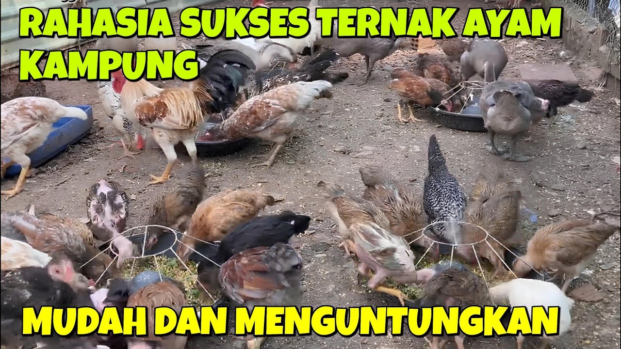 🔥 RAHASIA SUKSES TERNAK AYAM KAMPUNG UNTUNG BESAR! 🔥