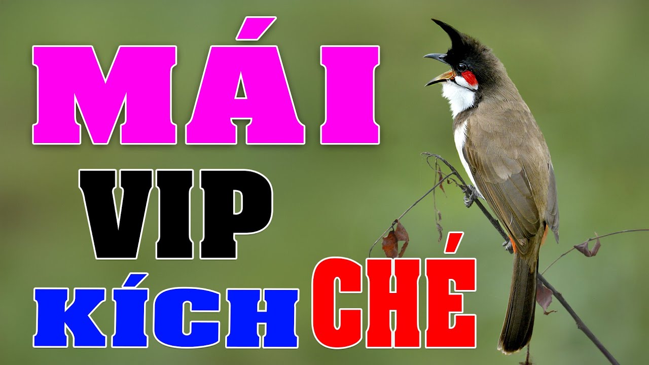 Chào Mào Mái Kích Trống Nhanh Căng Lửa - Cách Kích Chào Mào Bổi Nhanh Ra Giọng Hót Ché #chaomaomai