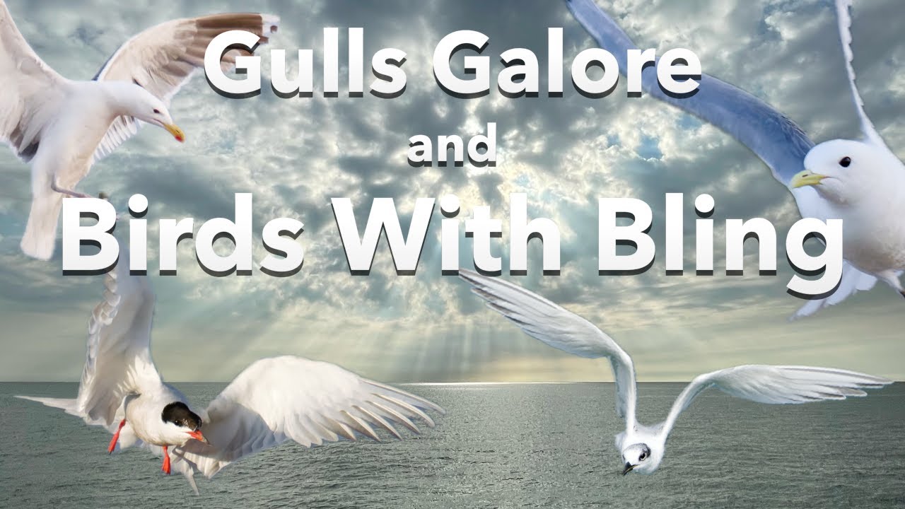 Bountiful Birdwatching at Slapton Sands, Devon UK