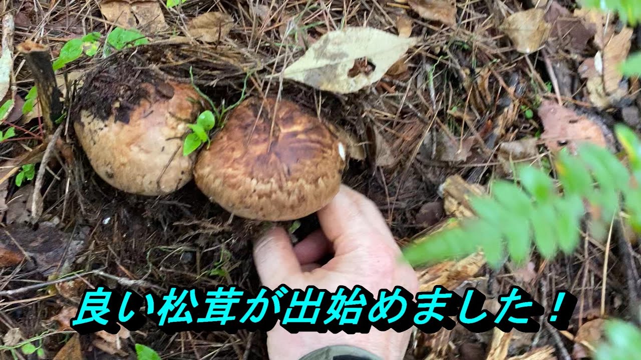 松茸20241009前編