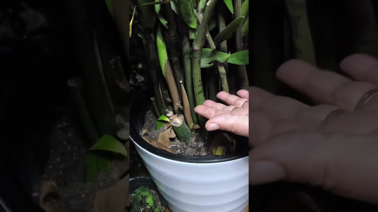 flovers_plant_world