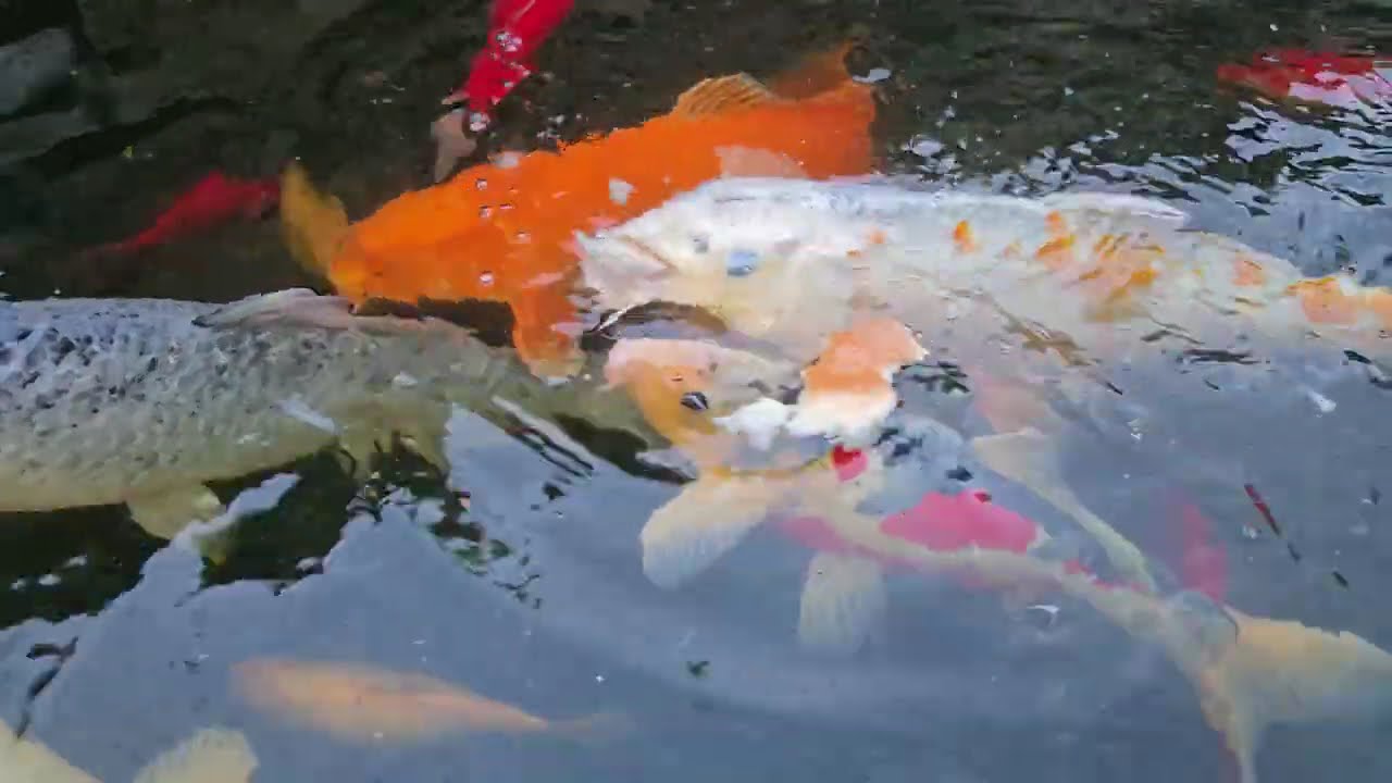 Feeding artesano bread to the fish  #pet #koi #animals #stressrelief #fish #먹방
