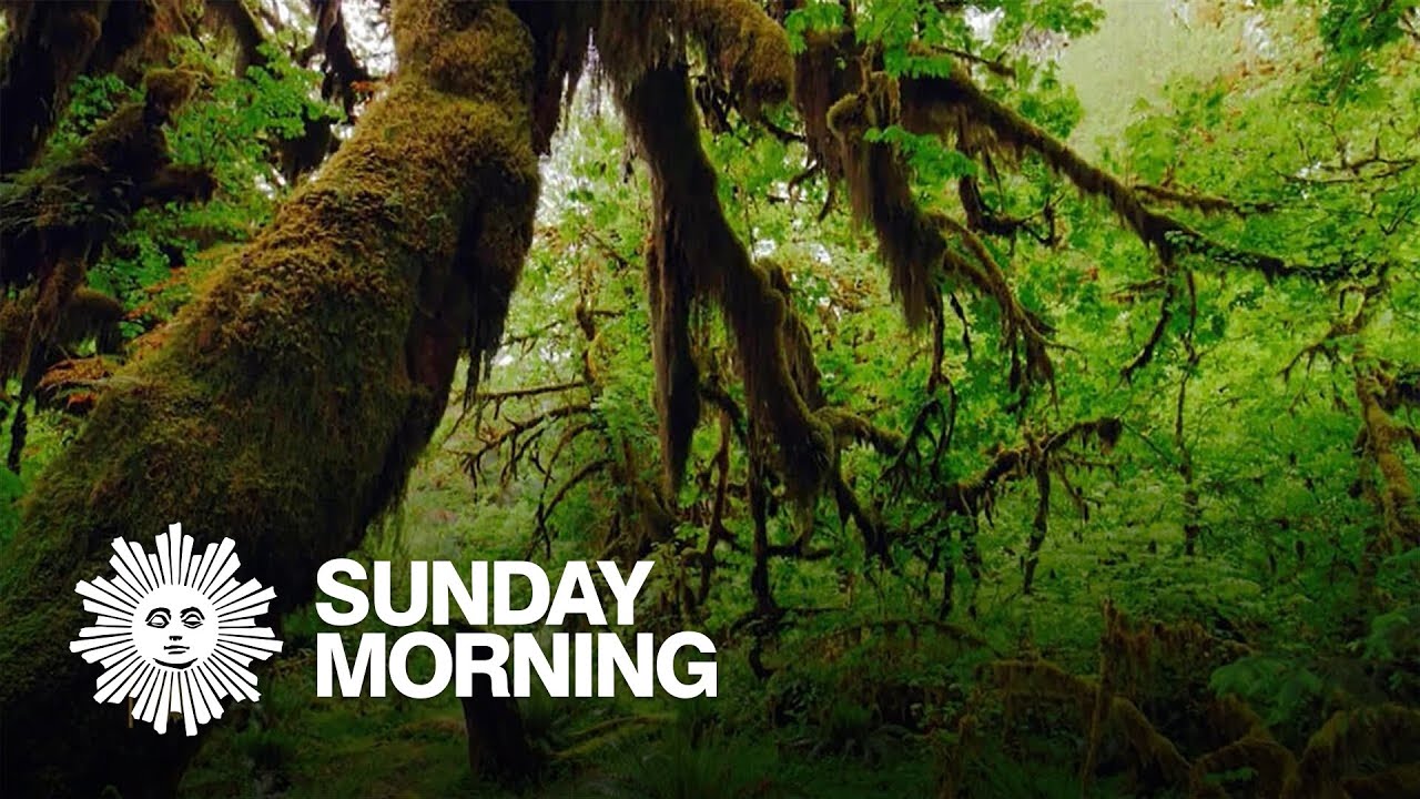 Nature: Hoh Rain Forest in Washington State
