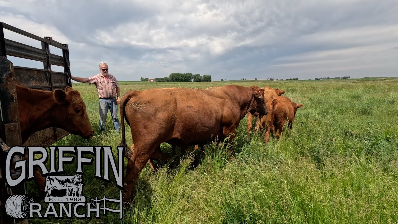 Hauling Cows To Pasture!