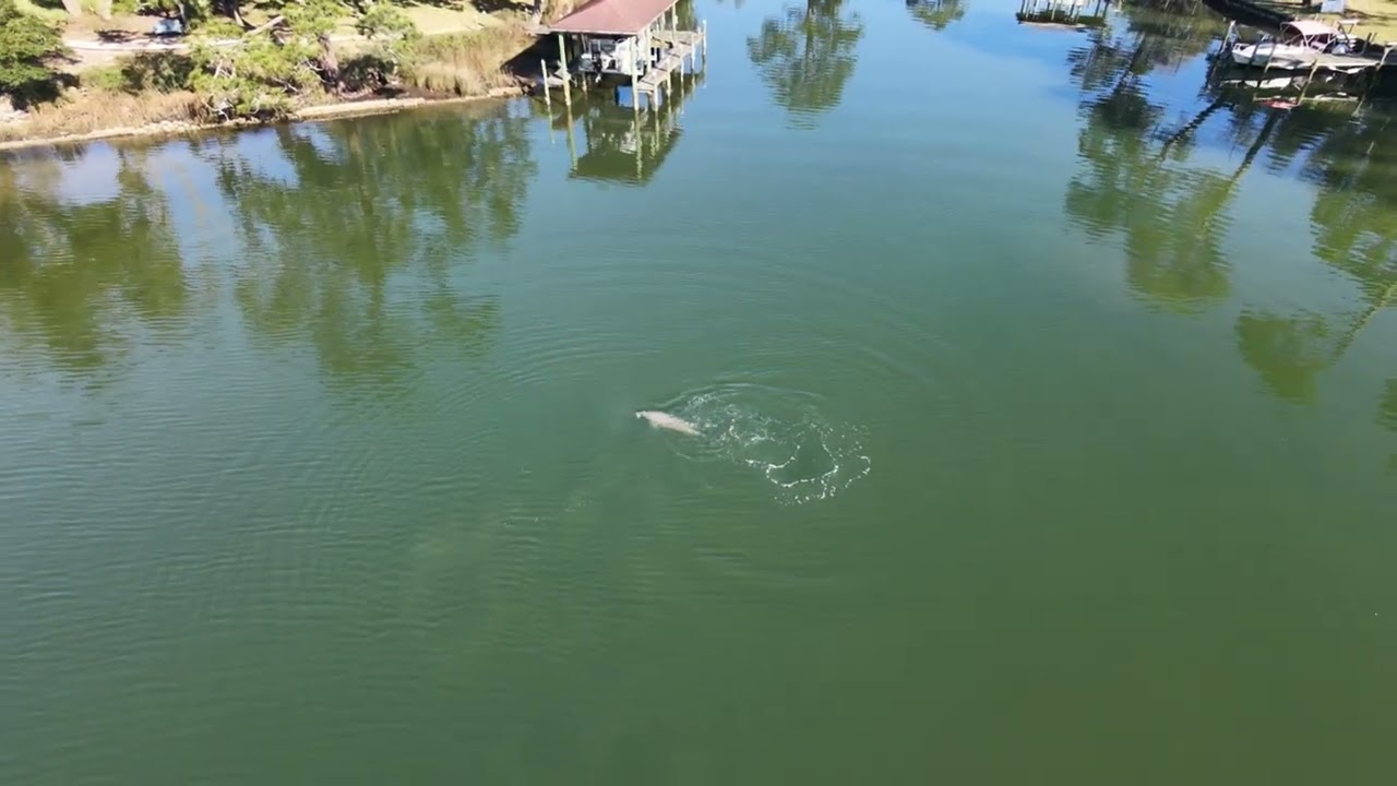 Winter Dolphin in the Bayou