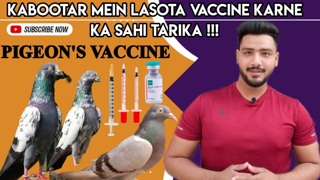 KABOOTAR MEIN LASOTA VACCINE KARNE KA SAHI TARIKA || PIGEON VACCINE (KABOOTARBAZI)