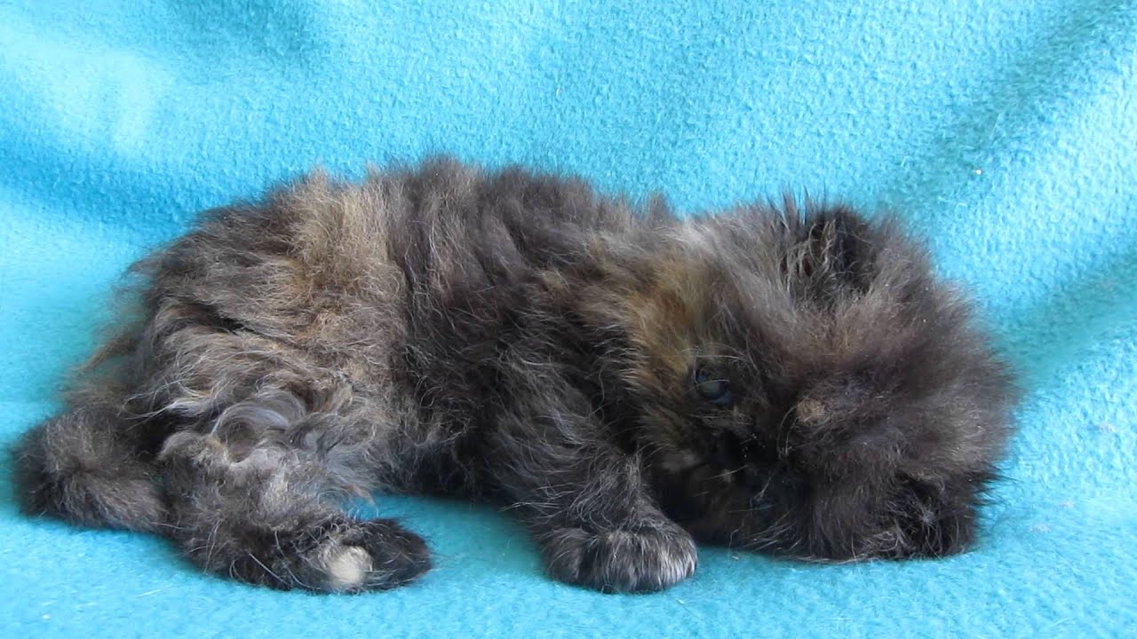 tortoiseshell persian kitten available for sale