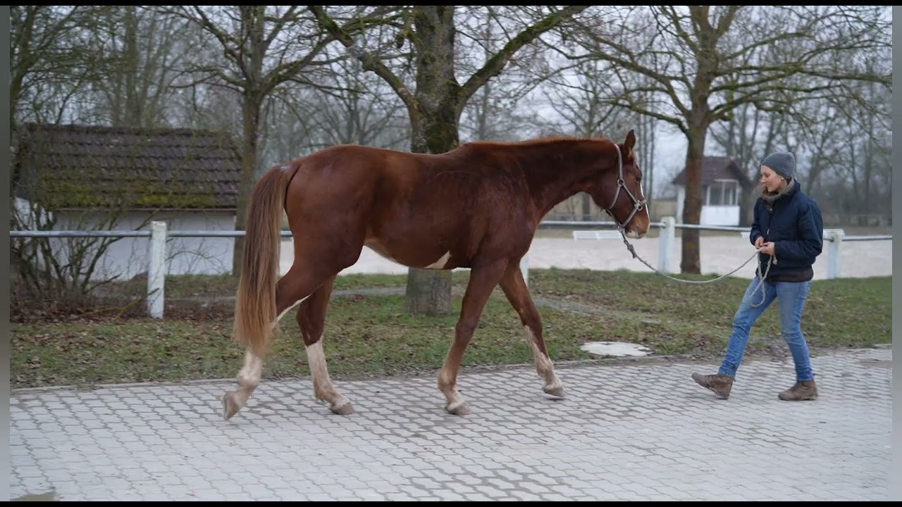 Booted Fox v. Benicio x Don Juan de Hus x Diamond 