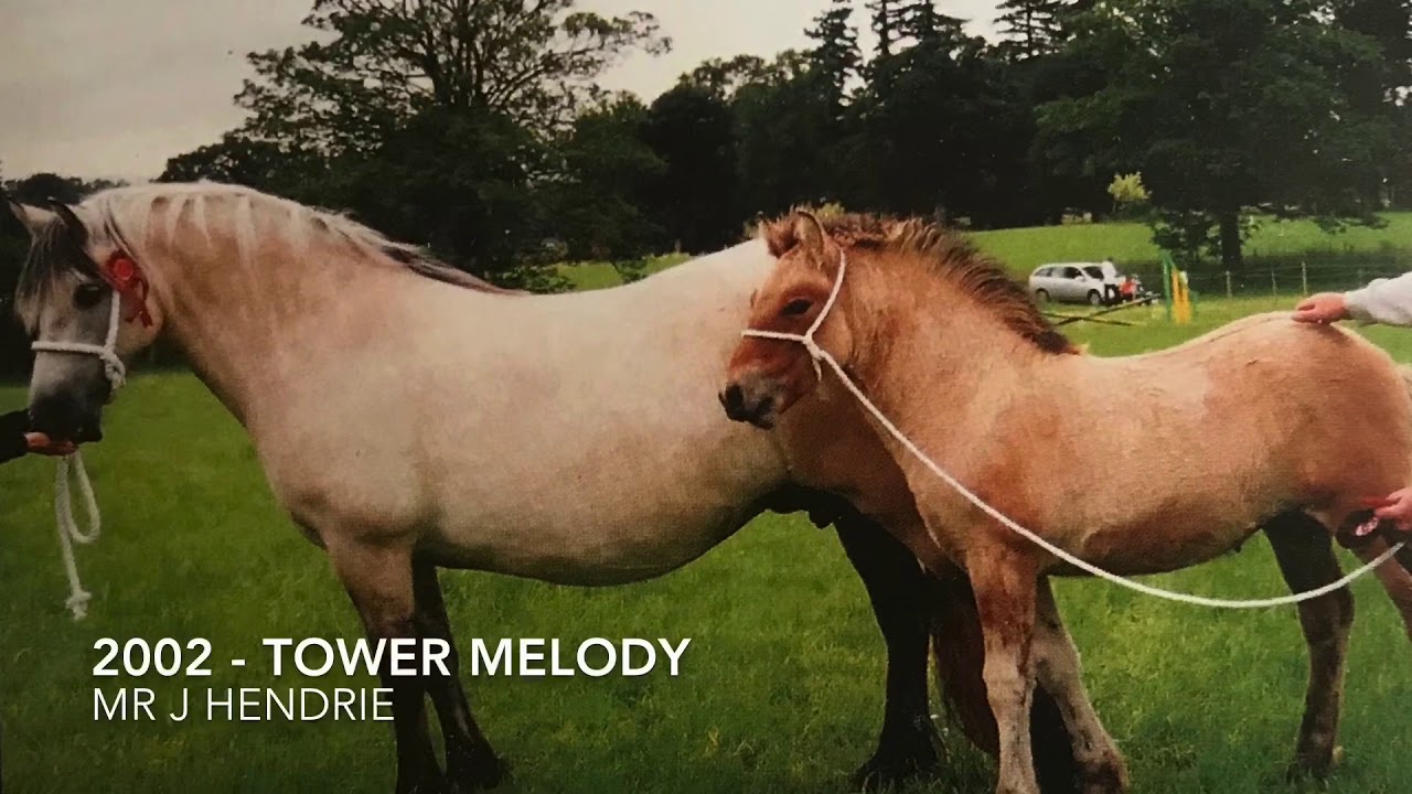 Highland Pony Society Breed Show Champions 1984-2019