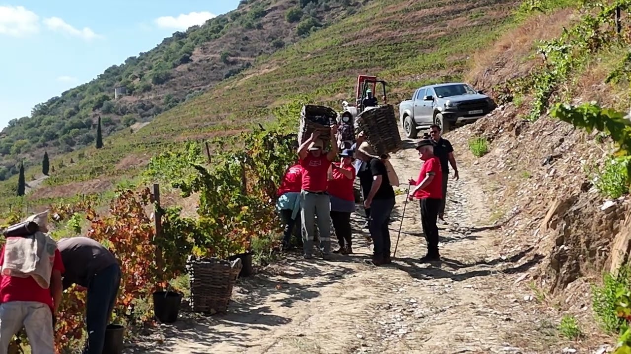 Vindima Quinta de Canivães - Vila Nova de Foz CÔa