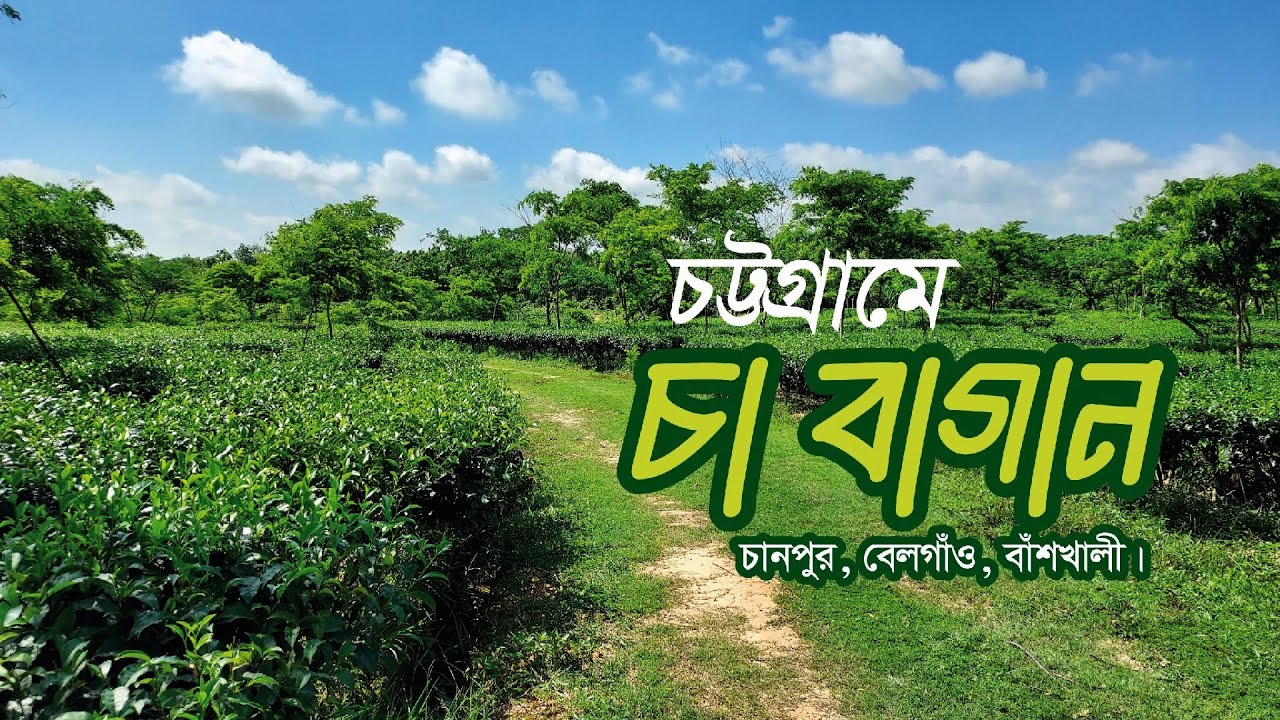 বাঁশখালী বেলগাঁও চা বাগান, Banshkhali Belgaon Tea Garden