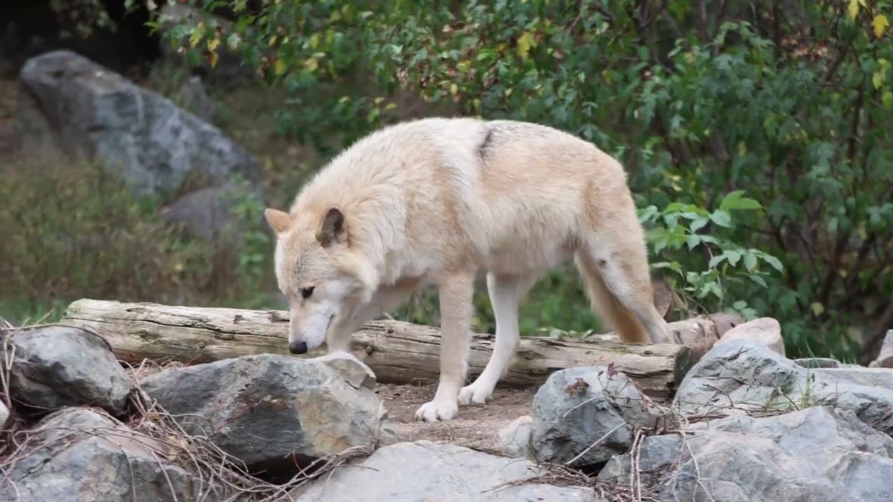Visit the International Wolf Center