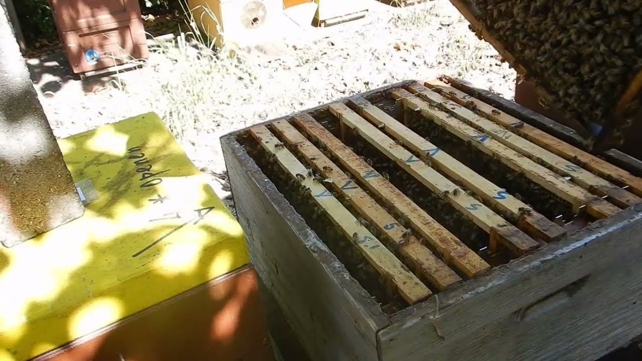 Varroa sensitief Bijenvolk, wat is VSH?