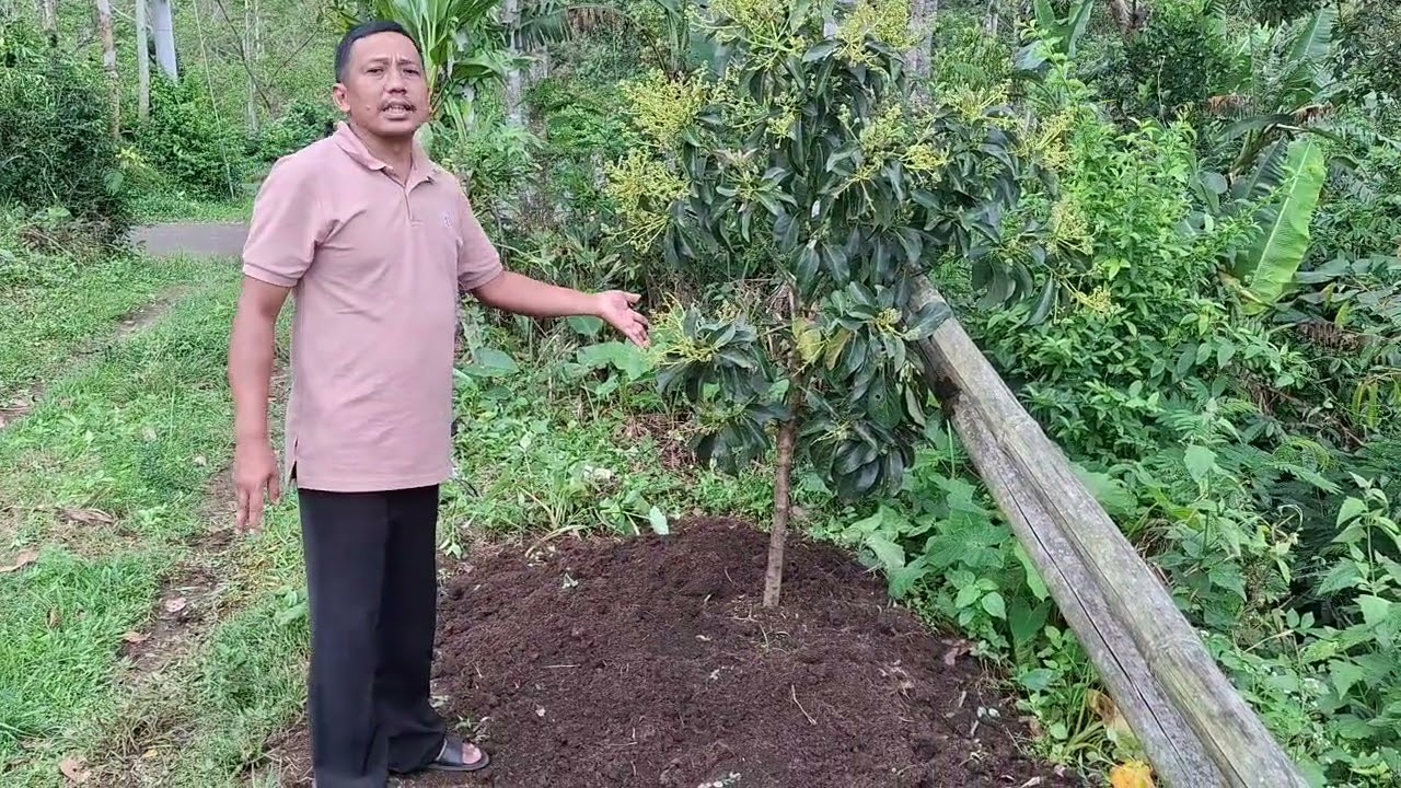 Perawatan pohon alpukat pd usia tanam 4 bln
