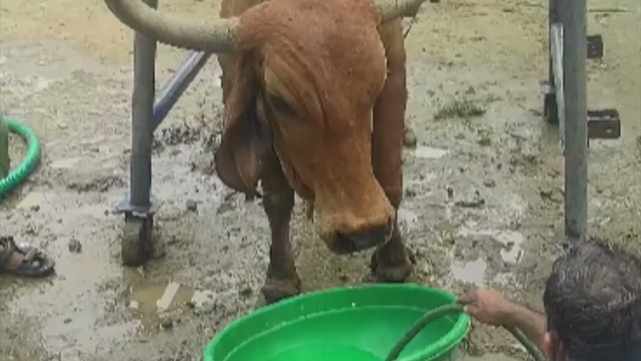 Downer cow syndrome l unable to stand l unable to sit l dr umar khan