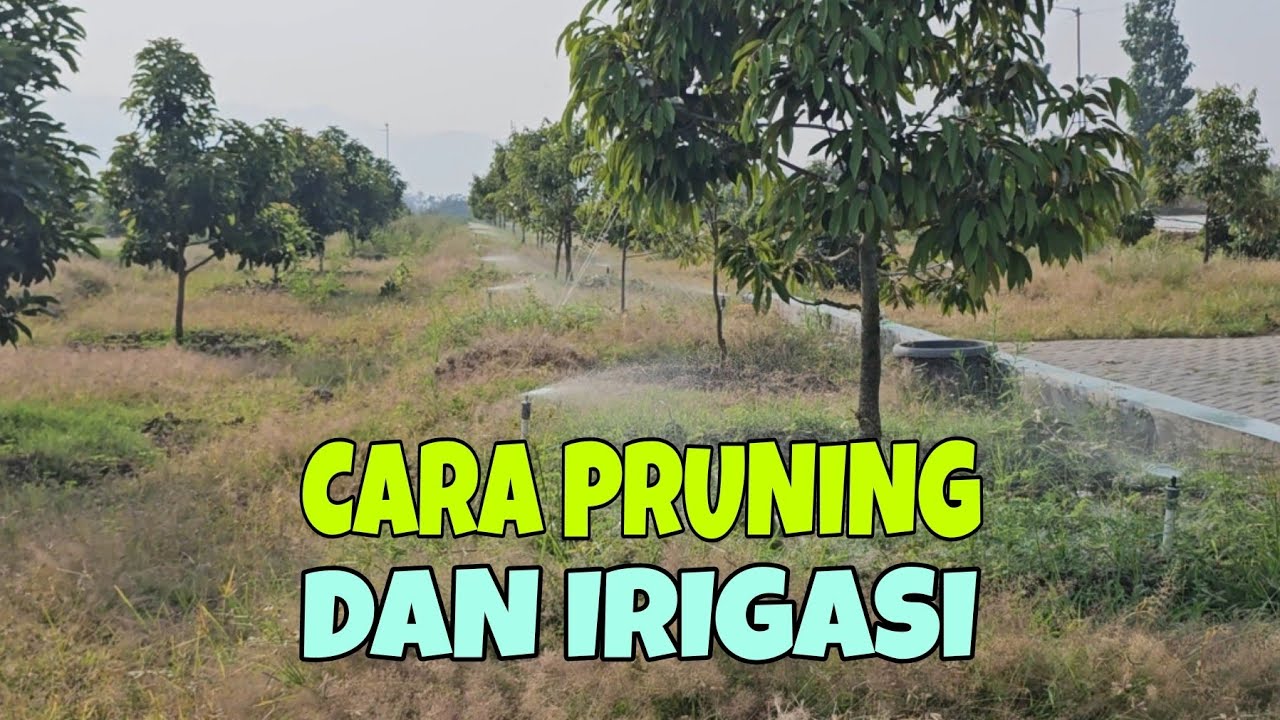 CARA PRUNING DAN IRIGASI
