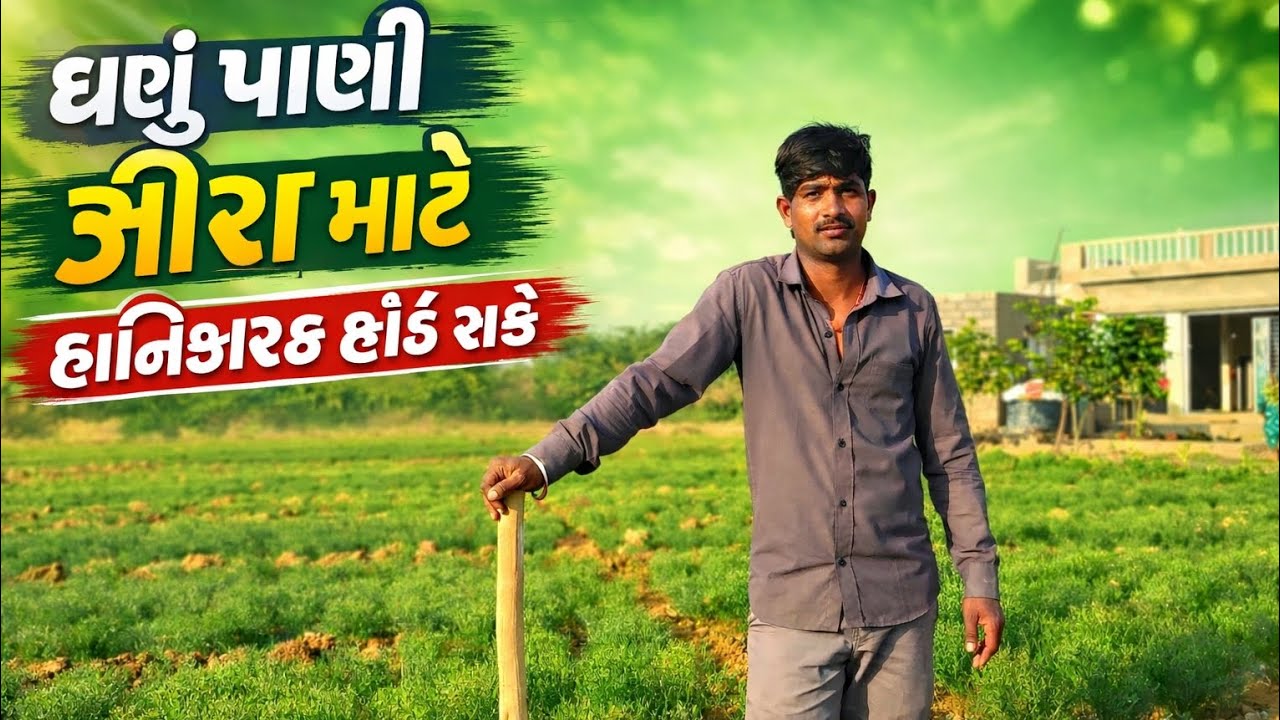 જીરા માટે કેટલું પાણી જોઈએ? વધારે પાણી કેમ નુકસાન કરે છે | જીરા ખેતી Gujarati