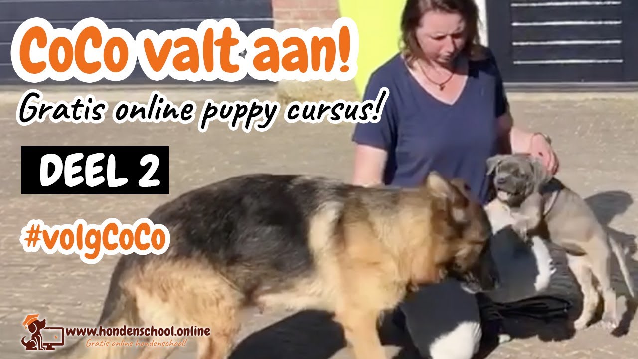 #volgCoCo deel 2 - Puppy valt aan - Visite opvoeden - puppy leren spelen