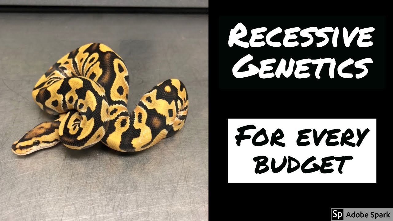 VLOG #4 -  Ball Python Recessive Genes - Every Price Point
