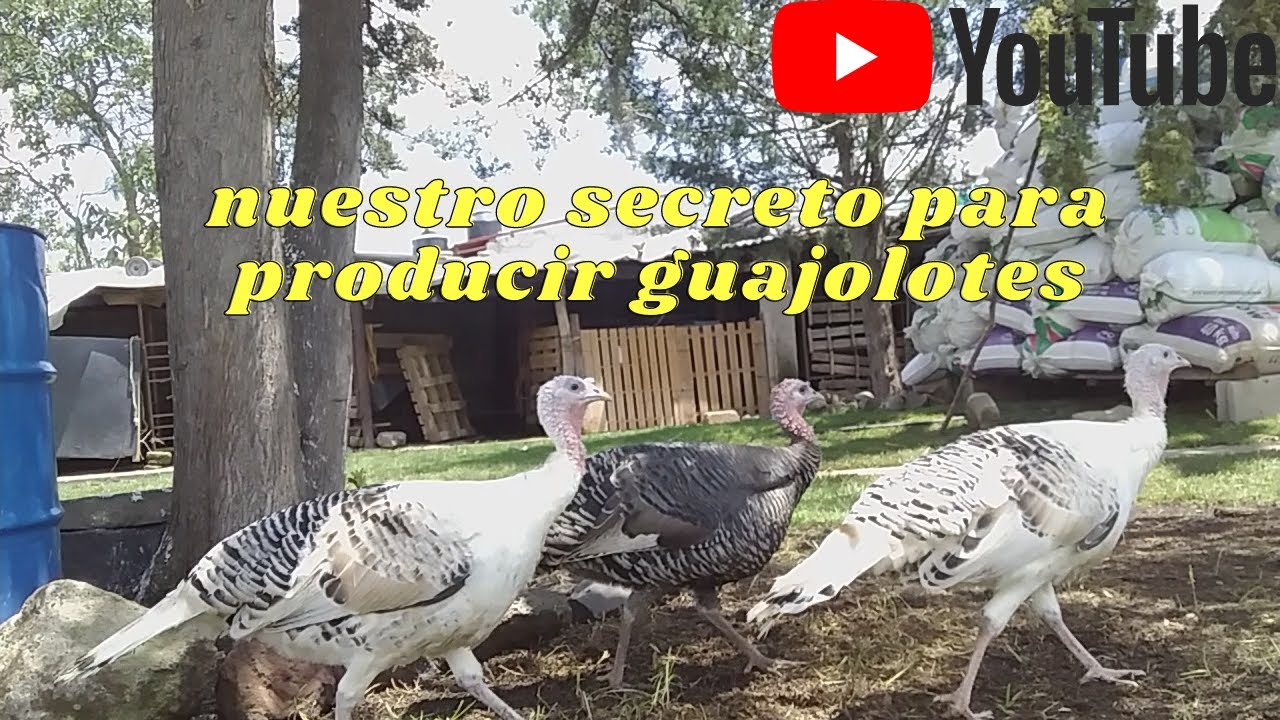 como lograr tener guajolotes hembras de buen tamaño