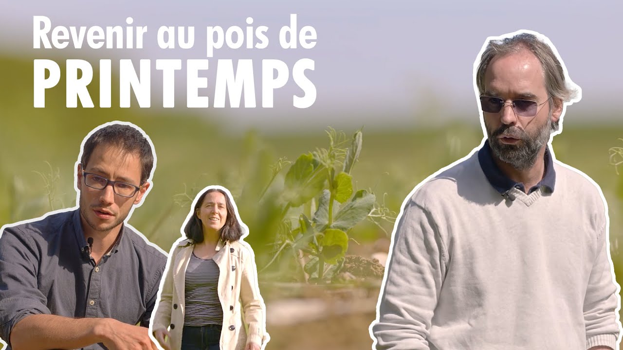Pourquoi Ghislain Guinot est revenu au pois de printemps ? | Les pieds dans les champs