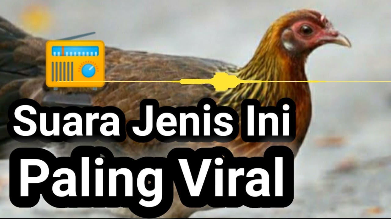 Suara Ayam Hutan Betina Yang Paling Banyak Digunakan Pemikat Ayam Hutan