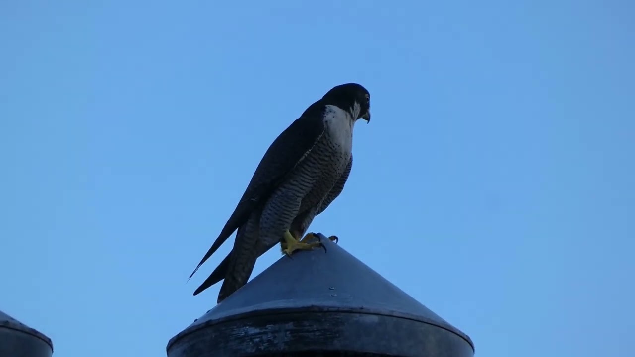 FalconCam 2022 11 23 Rubus on building, attemded by parents