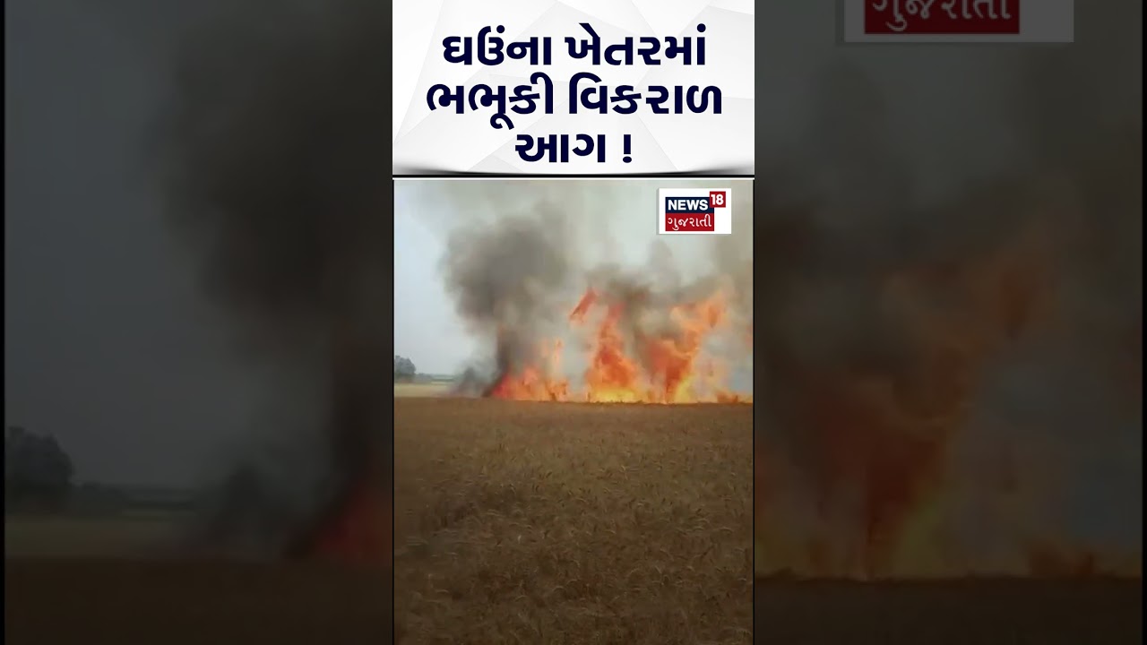 Rajkot Wheat Farm Fire News: ઘઉંના ખેતરમાં ભભૂકી વિકરાળ આગ | Jetpur | News18 Gujarati | N18S