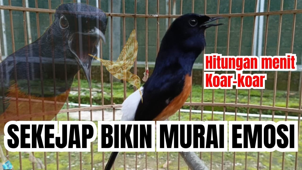 🔥PANCINGAN murai batu gacor SANGAT ampuh buat PANCINGAN murai batu agar CEPAT bunyi