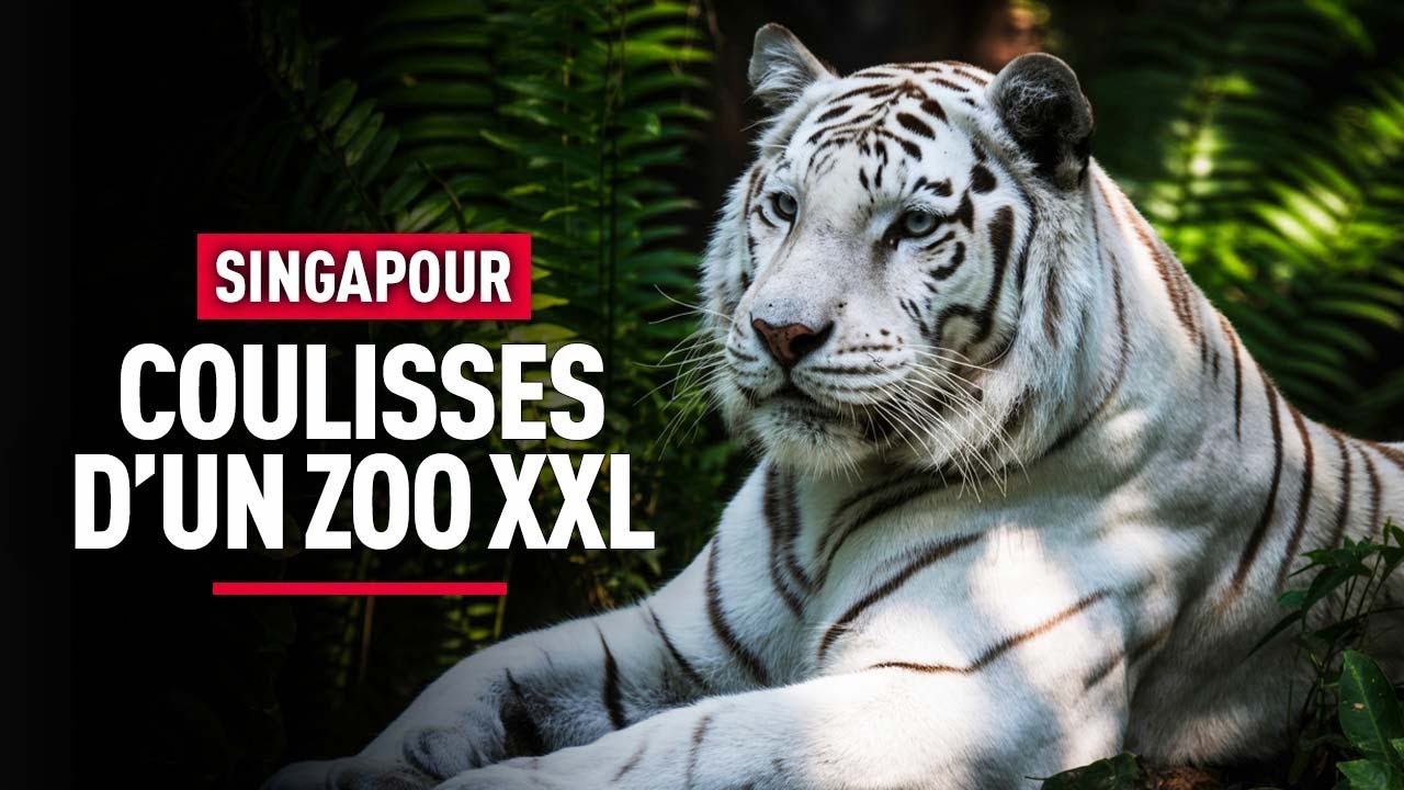 Dans les coulisses du Zoo de Singapour - Reportage Complet - BSF