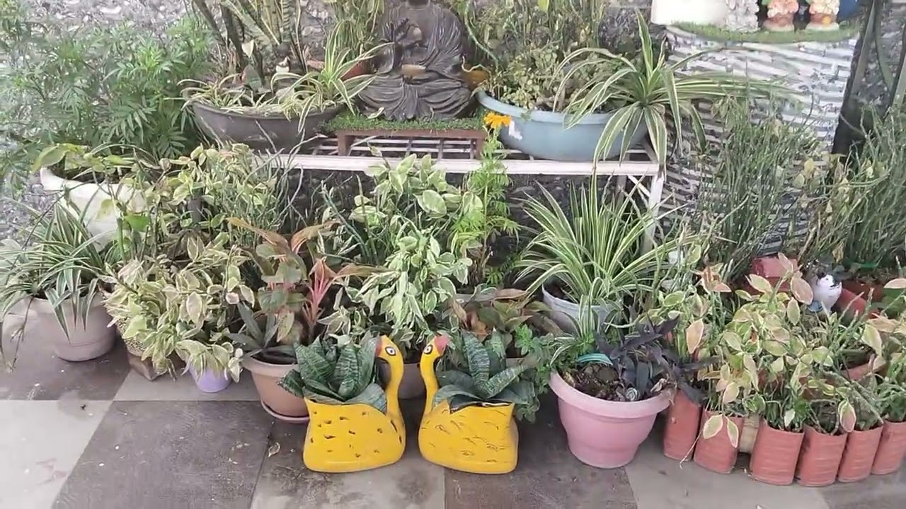 Beautiful green garden 