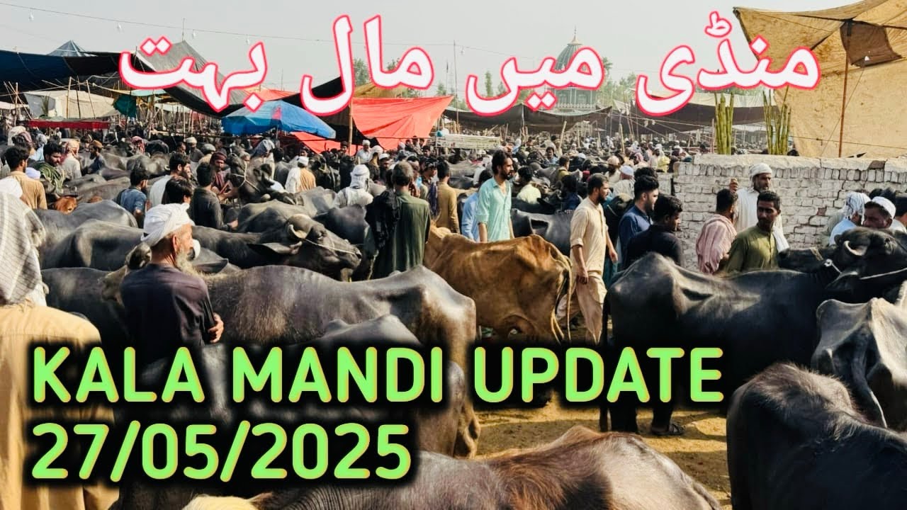 Kala Mandi Peshawar 27/05/2025 Latest update | Mandi mei kfi zaida mall